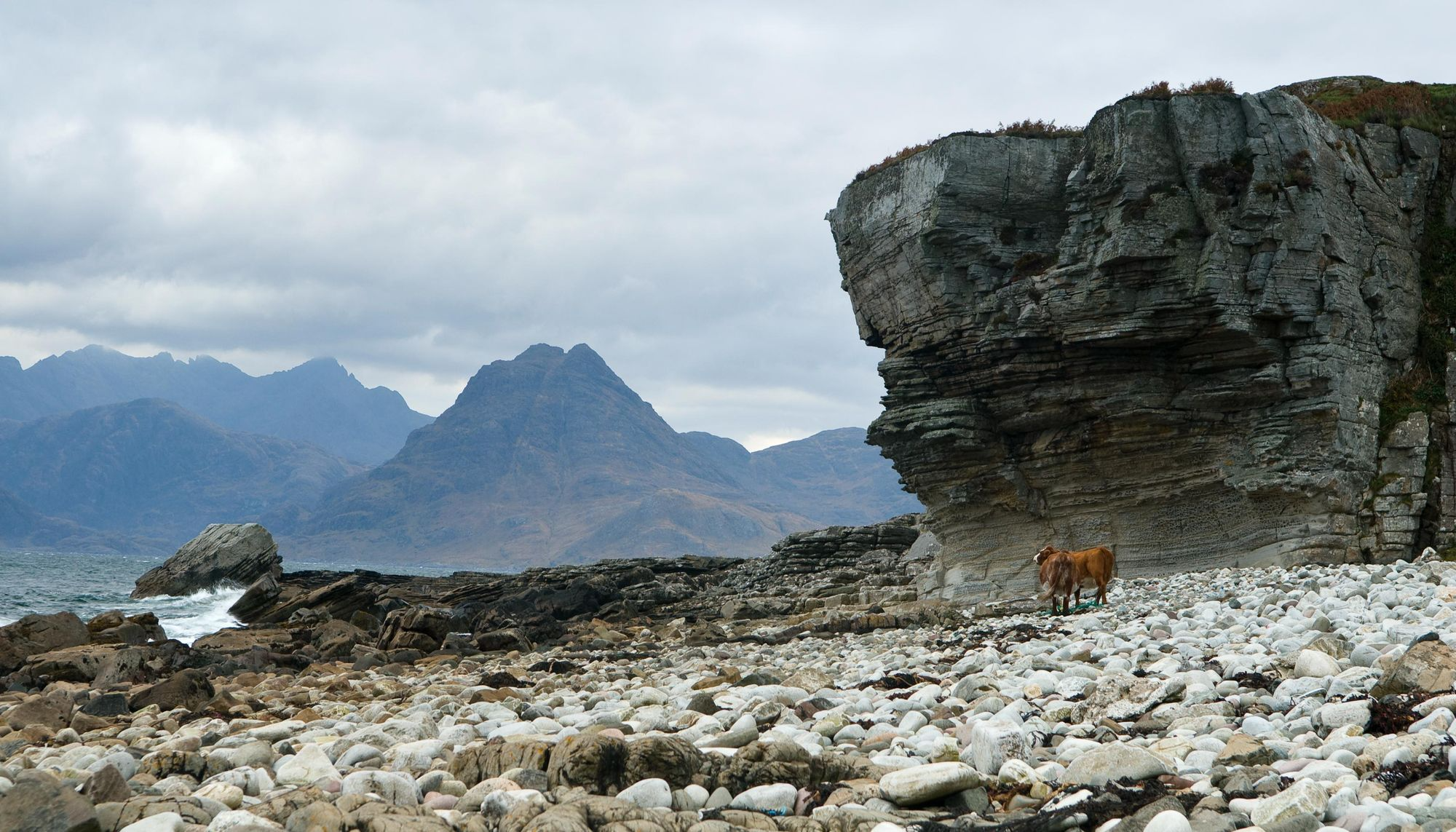 A horse walking along a rocky beach, with waves gently lapping at the shore in the background